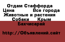 Отдам Стаффорда › Цена ­ 2 000 - Все города Животные и растения » Собаки   . Крым,Бахчисарай